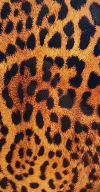 Evelatus Universal Leopard Colorful Film for